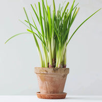 Lemongrass_2