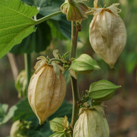 Cardamom